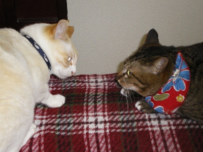 IMGP5994 (400x300).jpg