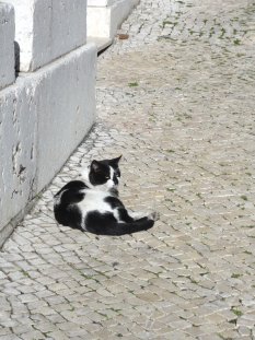 katze