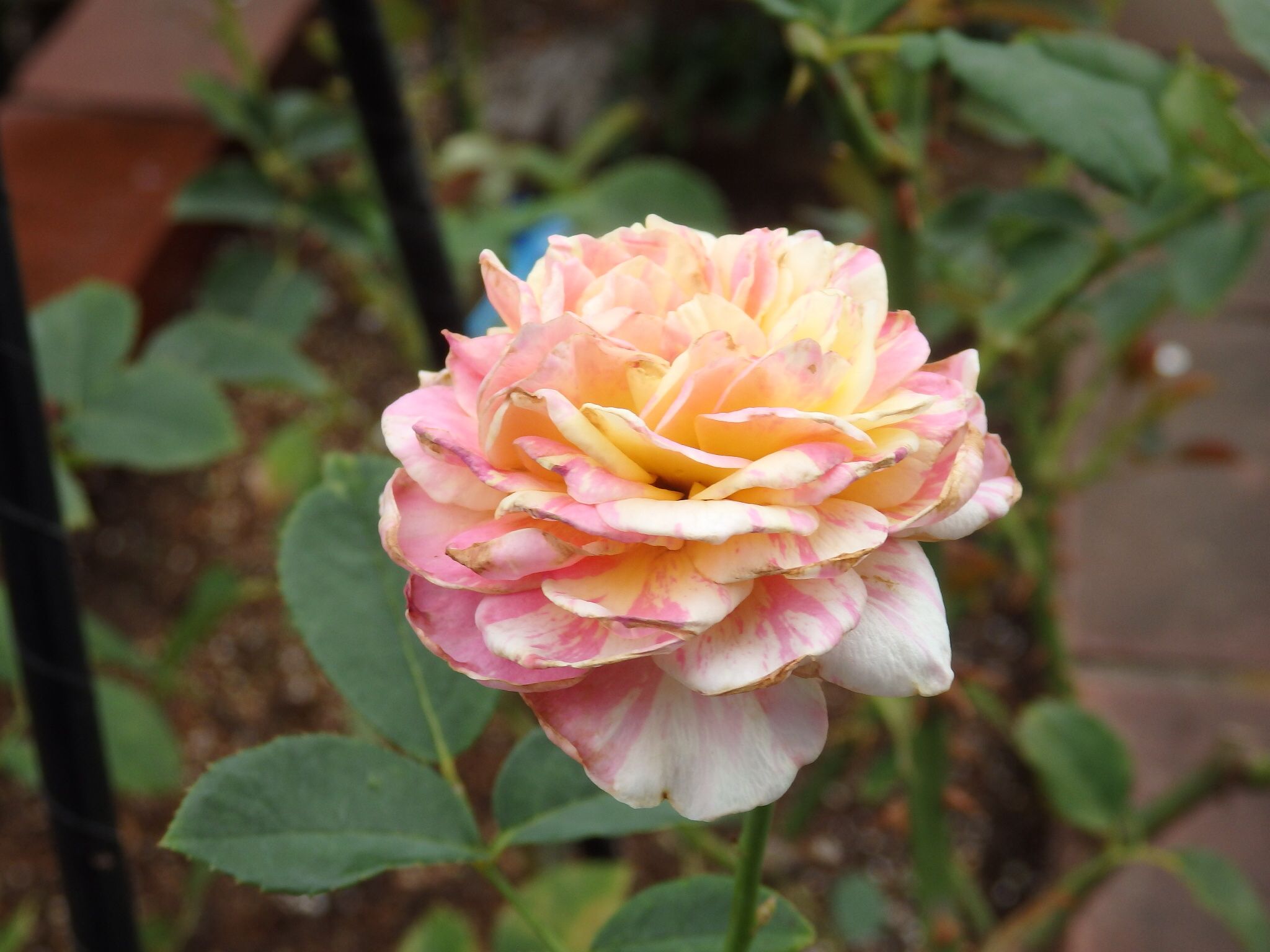 きれいに咲かないバラたちに Quatre Saisons ベランダとお庭の四季 楽天ブログ