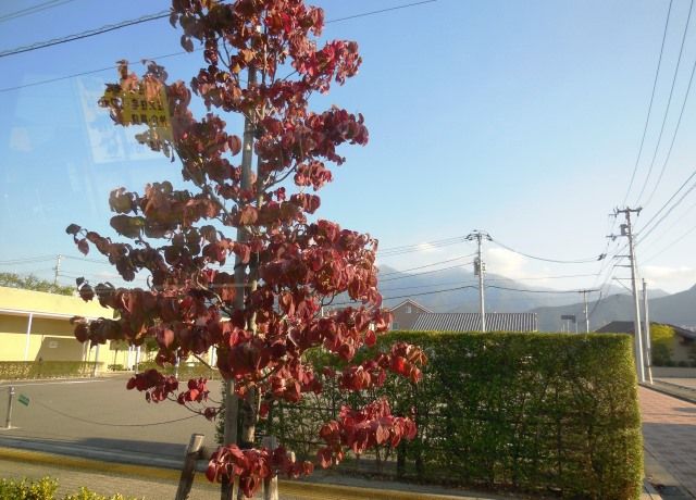 花水木が紅葉 花と蕎麦とリハビリと 楽天ブログ