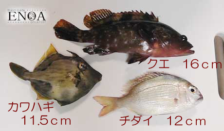 20140920cho-ka.jpg