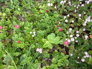 P1260160ss.jpg