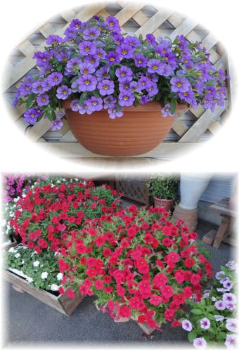 とてもきれいに咲いてくれたペチュニアのレッド