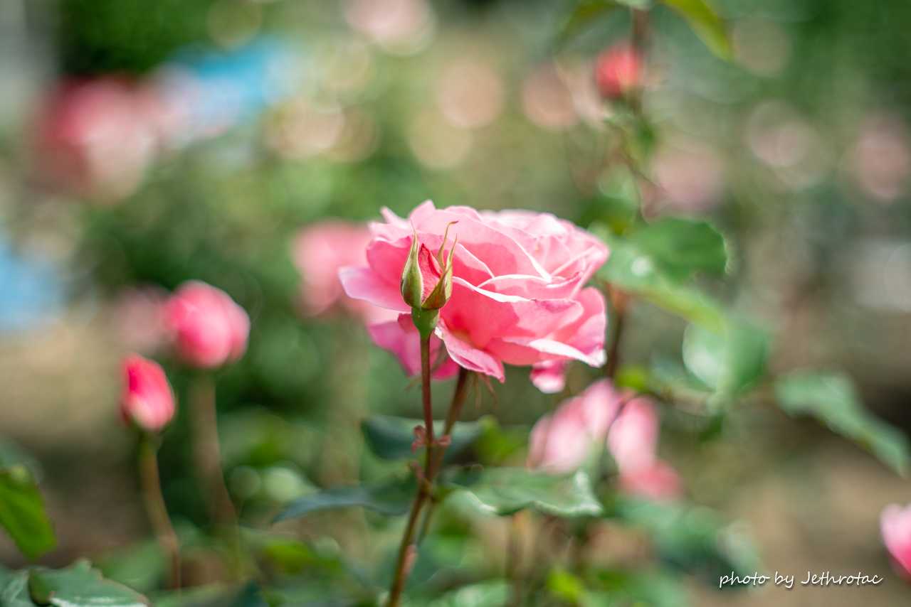 HEXANON 57mm F1.4」で「オールド感」を満喫 | ♡ With My Cobby