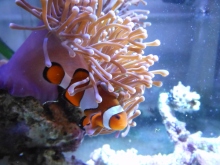 ニモ水槽