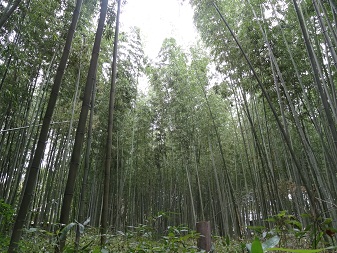 竹林２.jpg
