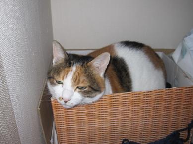 IMG_2319,.JPG