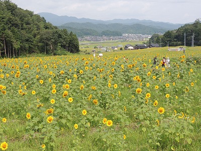はしだて6