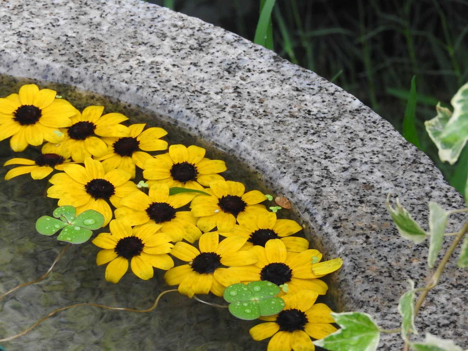 ミツバオオハンゴンソウ 三葉大反魂草 黄色の花 浮かぶ 涼 無料写真 Bevepop フリー 写真素材 楽天ブログ