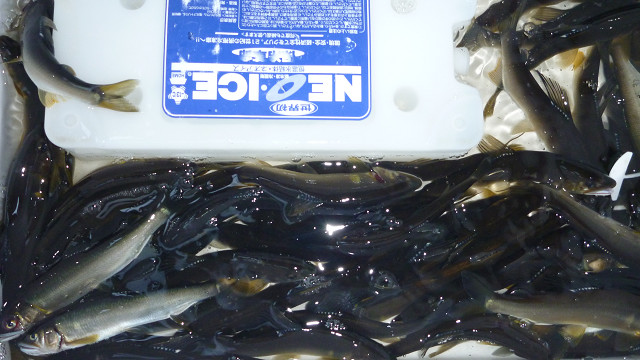 resize0014.jpg
