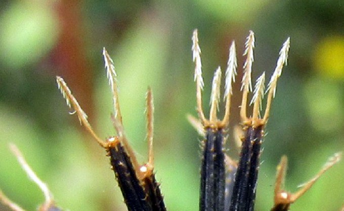 コセンダングサ（小栴檀草）