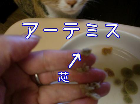 アーテミス.JPG