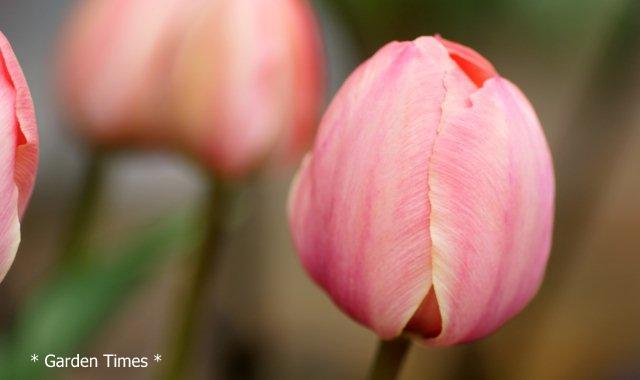 チューリップ１