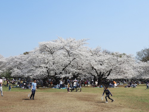 光が丘公園の桜