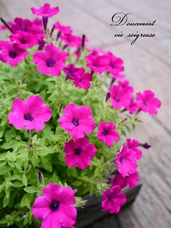 2016.8.31 サフィニア 赤.JPG