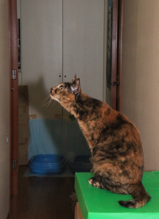 20160501ｷｺ02.jpg