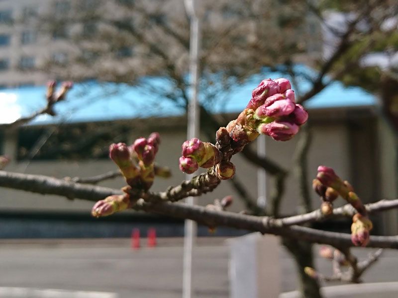 19年 花巻温泉さくら便り 19 4 16 花巻温泉スタッフblog ぽちっと花温 楽天版 楽天ブログ