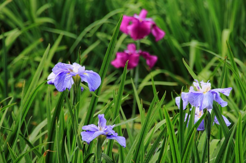 菖蒲園_008.jpg