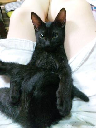 ぱっちり夢たん
