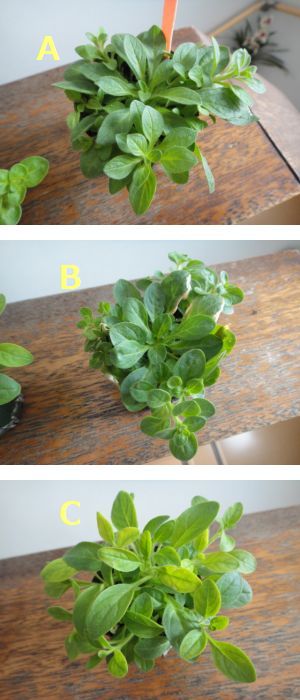 気がかりなペチュニアの実生株