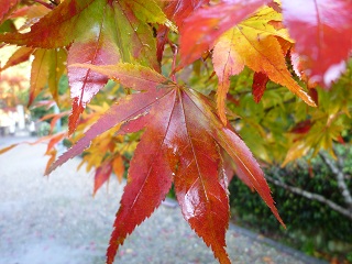 momiji2