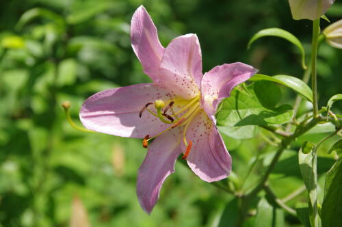 昭和記念公園のゆりの花