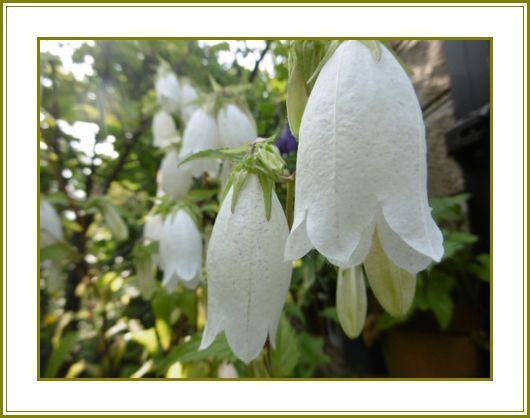 ６月１日 蛍袋澱む湿気を包みおり 花の歳時記 天南星の魅力 山野草 楽天ブログ