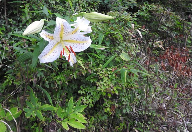 ご本尊迎え手向けし百合の花 自由に五七五 楽天ブログ