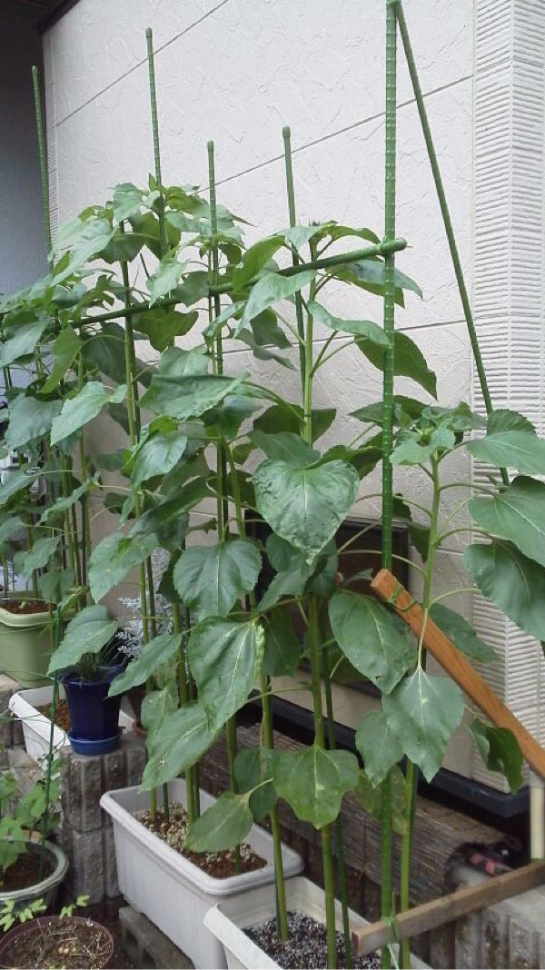 rblog-20140709211637-01.jpg