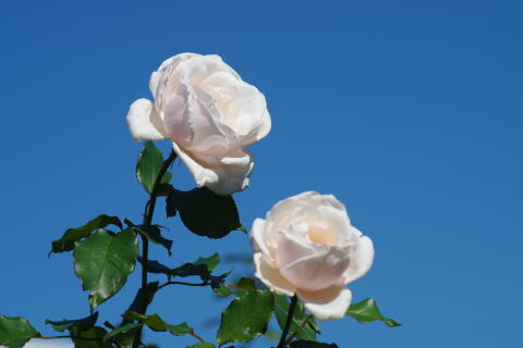 横浜イングリッシュガーデンの薔薇