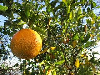 IMG_4844ss.jpg