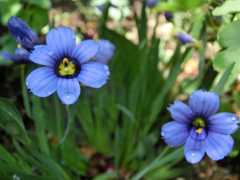 ニワセキショウ