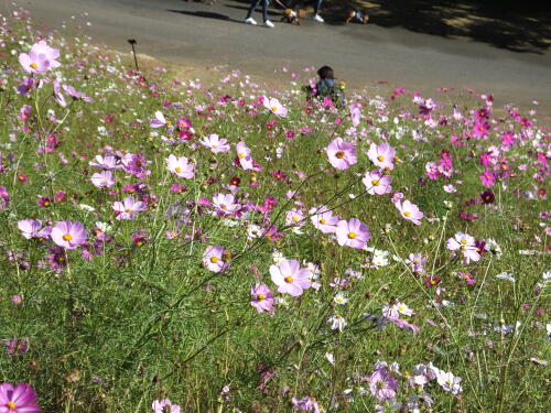 花の丘のコスモス