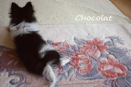 ショコラ 後ろ姿