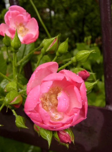 RIMG0506.JPG