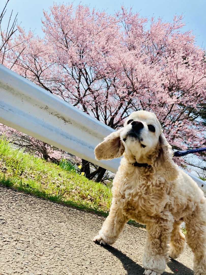 お花見犬 近くの神社にお花見に行ってきたよ犬 アメコカ はうぴーブログ 楽天ブログ