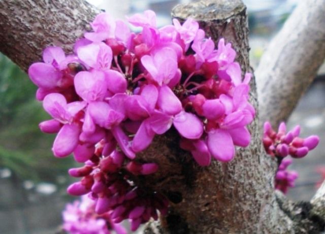 花蘇芳の蕾が咲き始めた 花と蕎麦とリハビリと 楽天ブログ