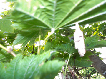 DSCN5705.jpg