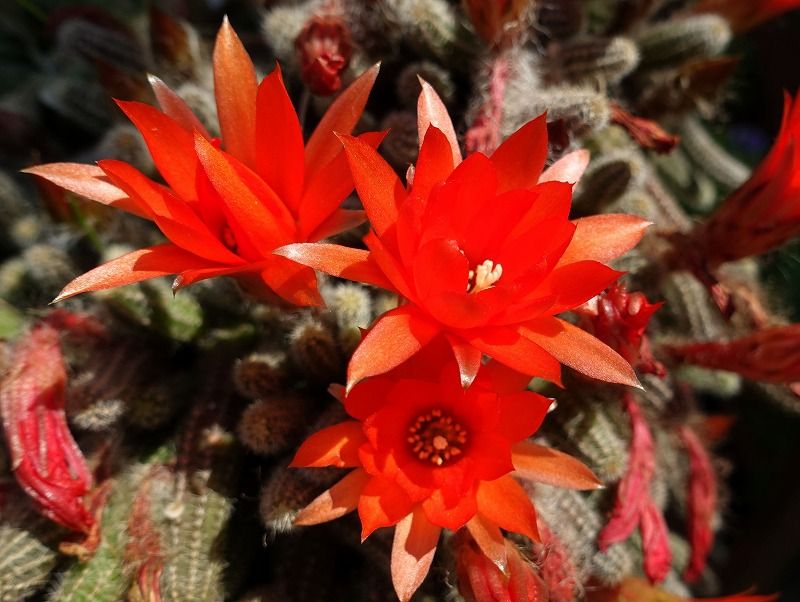 5月30日 今日の一花 その３ サボテン白檀 Gazengamaのブログ 散歩中に出合った花と趣味の陶芸作品 楽天ブログ