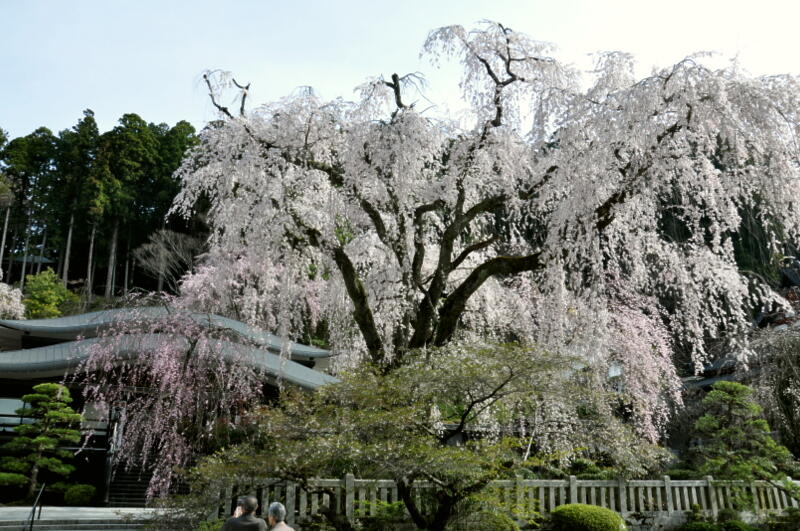 枝垂桜