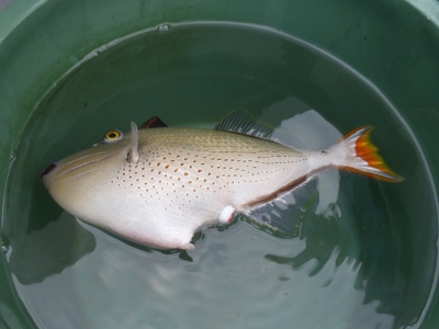 沖縄深海魚採集2013年4月13　スジナメモンガラ（Xanthichthys lineopunctatus）
