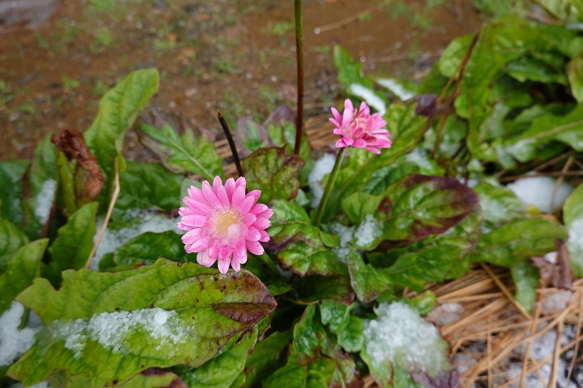 雪とガーベラ げんそうてきなの旅行と花 一部栽培している野菜とパッチワーク 楽天ブログ