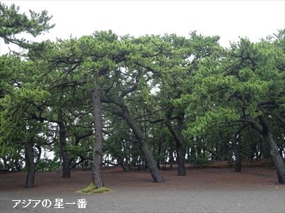 20160628 三保の松原4