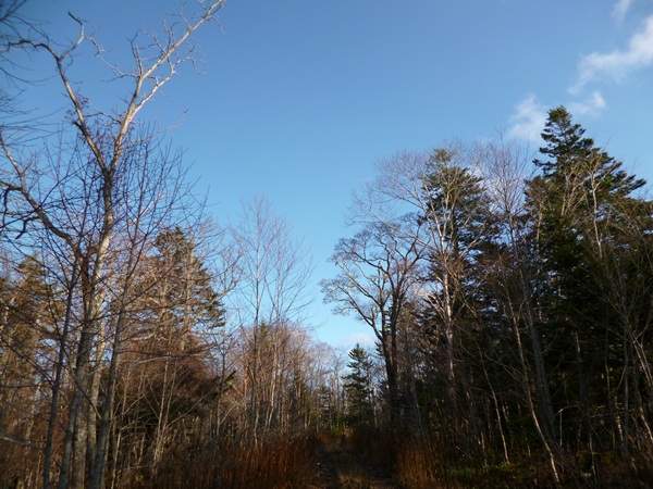 釧路町森林公園 7.JPG