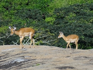 Rwakobo Rock　ウガンダ　インパラ