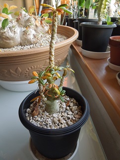 ドルステニアギガス10-7-1