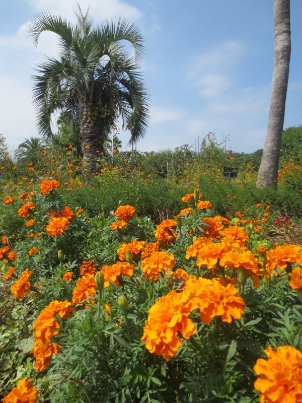 伊豆四季の花公園