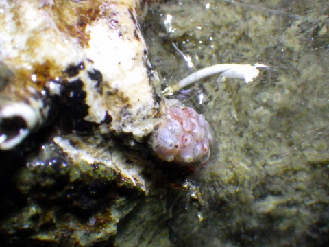 深海生物15　水深200-300mのカイメンの土台に付着する生体　熊野灘