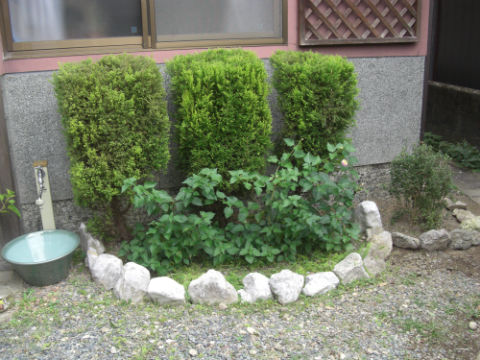 CIMG2482.jpg