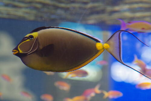 沖縄美ら海水族館